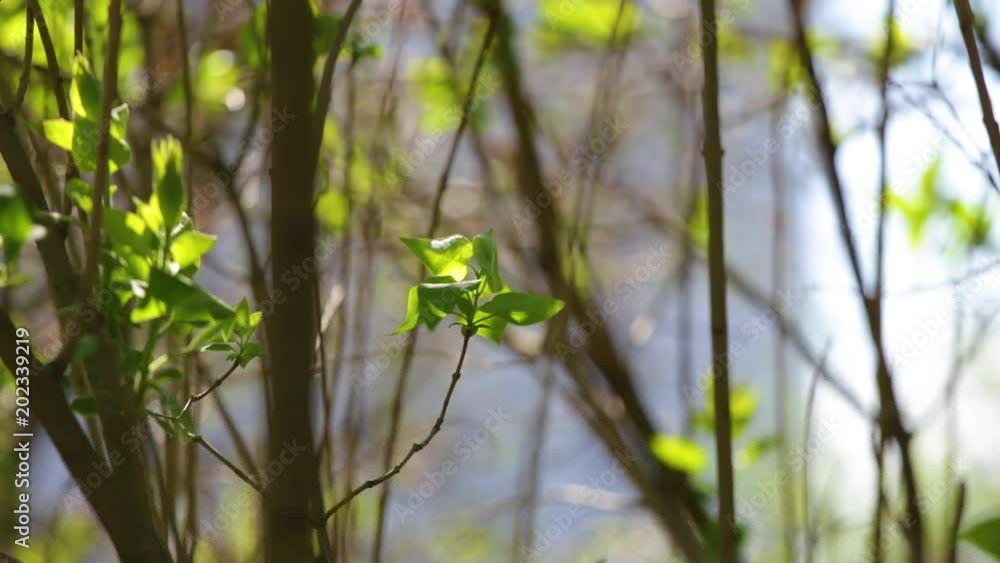 Closeup view of beautiful young green leaves growing on lilac bush. Spring sunny nature background. Closeup view of beautiful young green leaves growing on lilac bush. Spring sunny nature background.