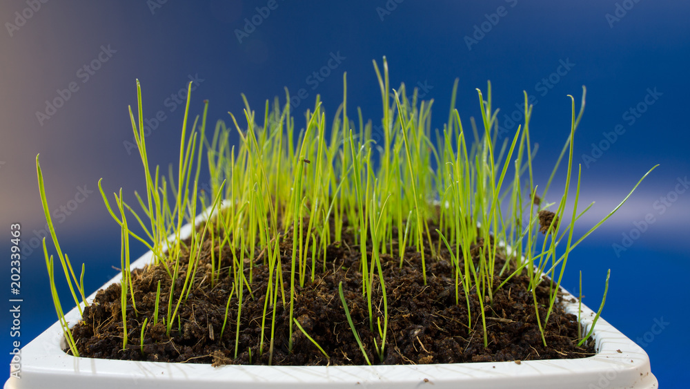 Фотография green grass in flower pod