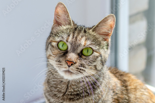 gray cat with green eyes