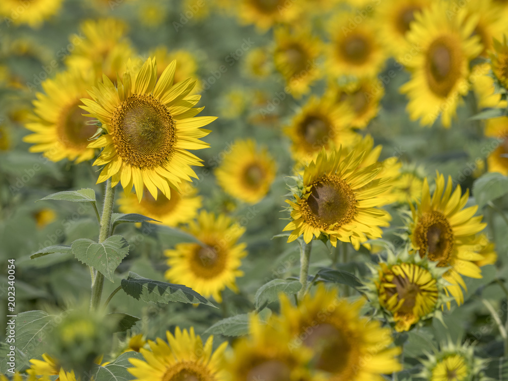 Sunflower field Sunflower field