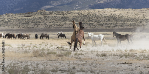 Canvas Print Onaqui Herd wild mustangs in the Great Desert Basin, Utah USA