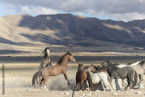 Onaqui Herd wild mustangs in the Great Desert Basin, Utah USA photo