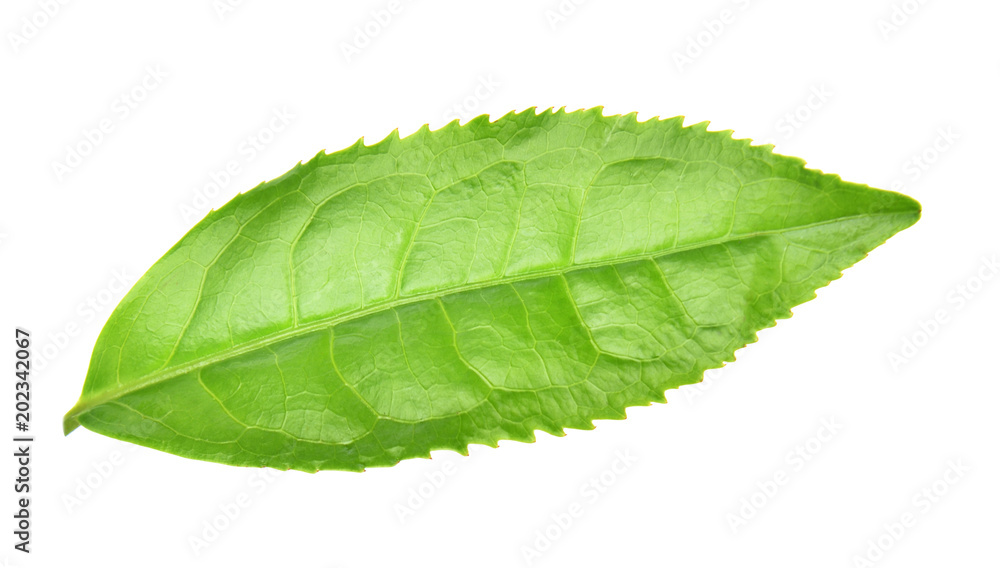 Fototapeta premium green tea leaf isolated on white background
