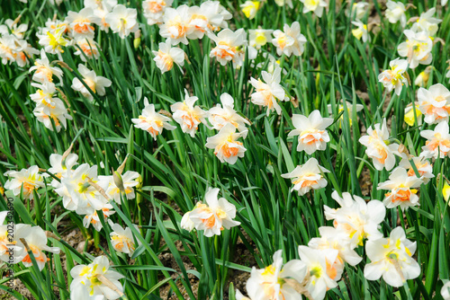 Bright beautiful daffodils in the garden