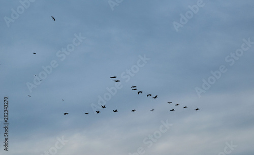 Birds fly in a wedge in the blue sky