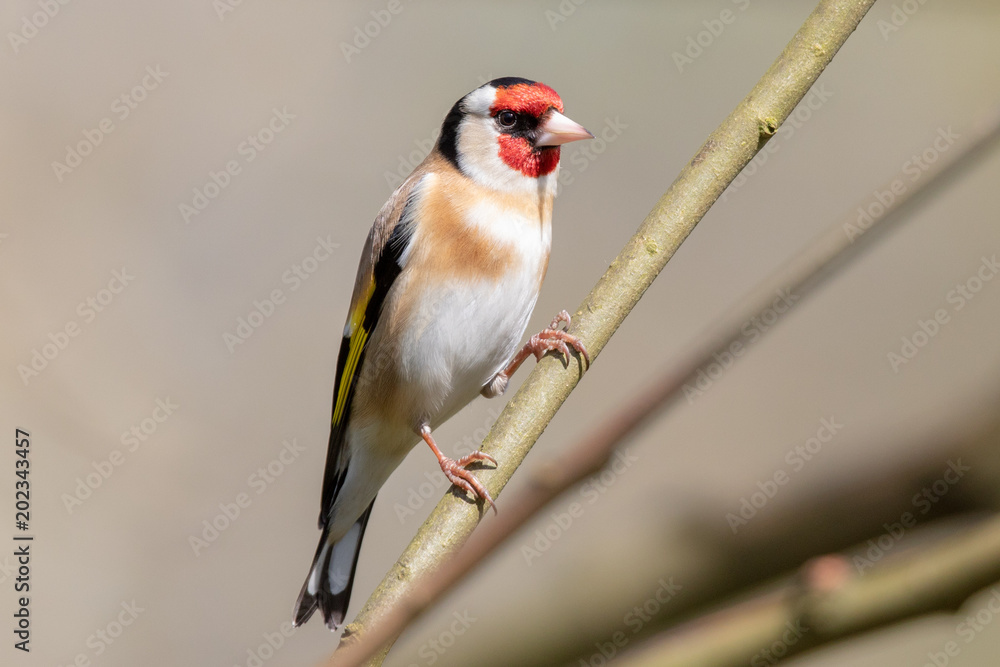 Obraz premium Goldfinch