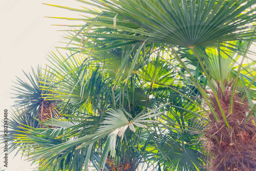Palm trees in the rays of the summer sun Palm trees in the rays of the summer sun