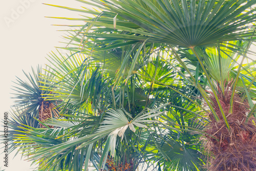 Palm trees in the rays of the summer sun