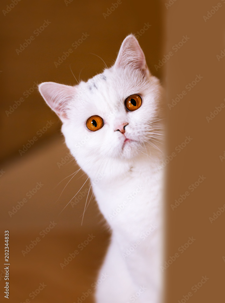 Britisch Kurzhaar Katze in weiß - sehr selten und edel - orange Augen Stock  Photo | Adobe Stock
