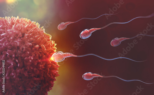 Sperm and egg cell. Natural fertilization. 3d illustration on red background photo