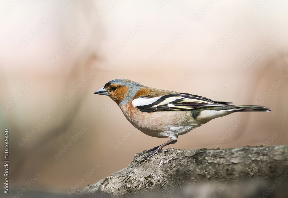 portrait of  Finch bird in spring bright Sunny forest stands on a tree
