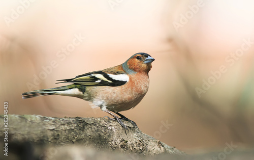 portrait of cute Finch bird in spring bright Sunny forest stands on a tree