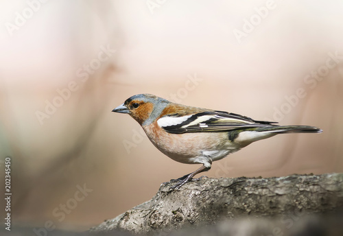 portrait of Finch bird in spring bright Sunny forest stands on a tree