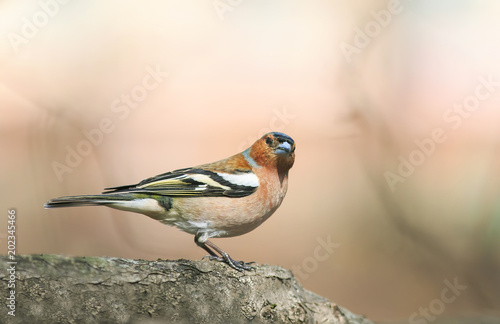 portrait of Finch bird in spring bright Sunny forest