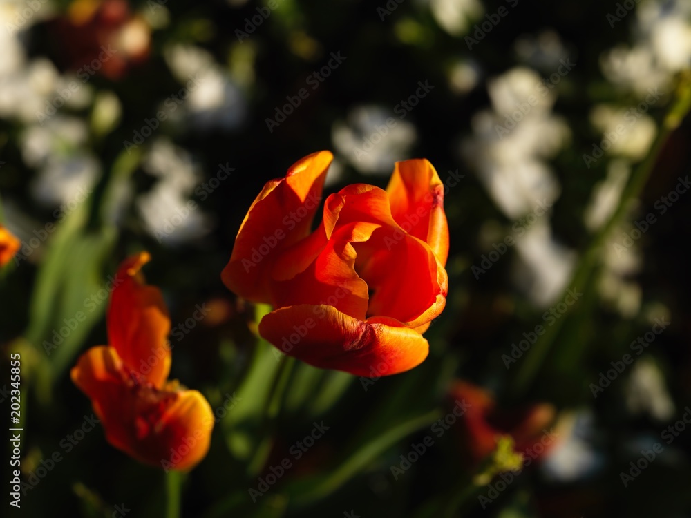 Fototapeta premium colorful tulip fields