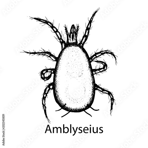 Vector illustration hand drawn sketch of mite Amblyseius in ink ondark white background
