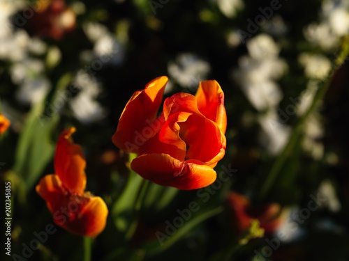 colorful tulip fields © murattellioglu