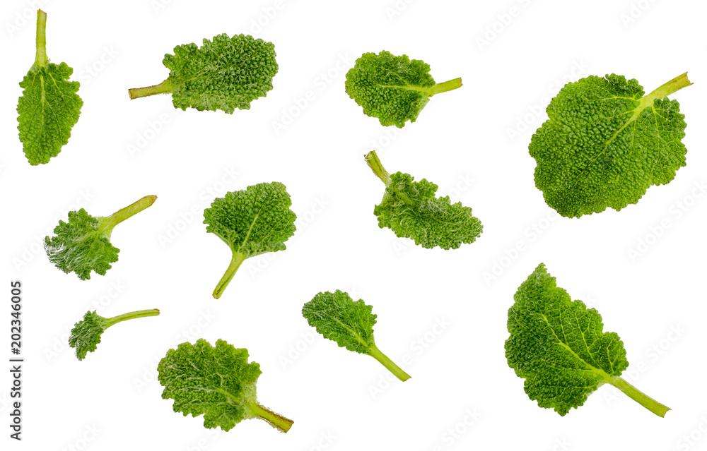 sage leaves isolated on white background sage leaves isolated on white background