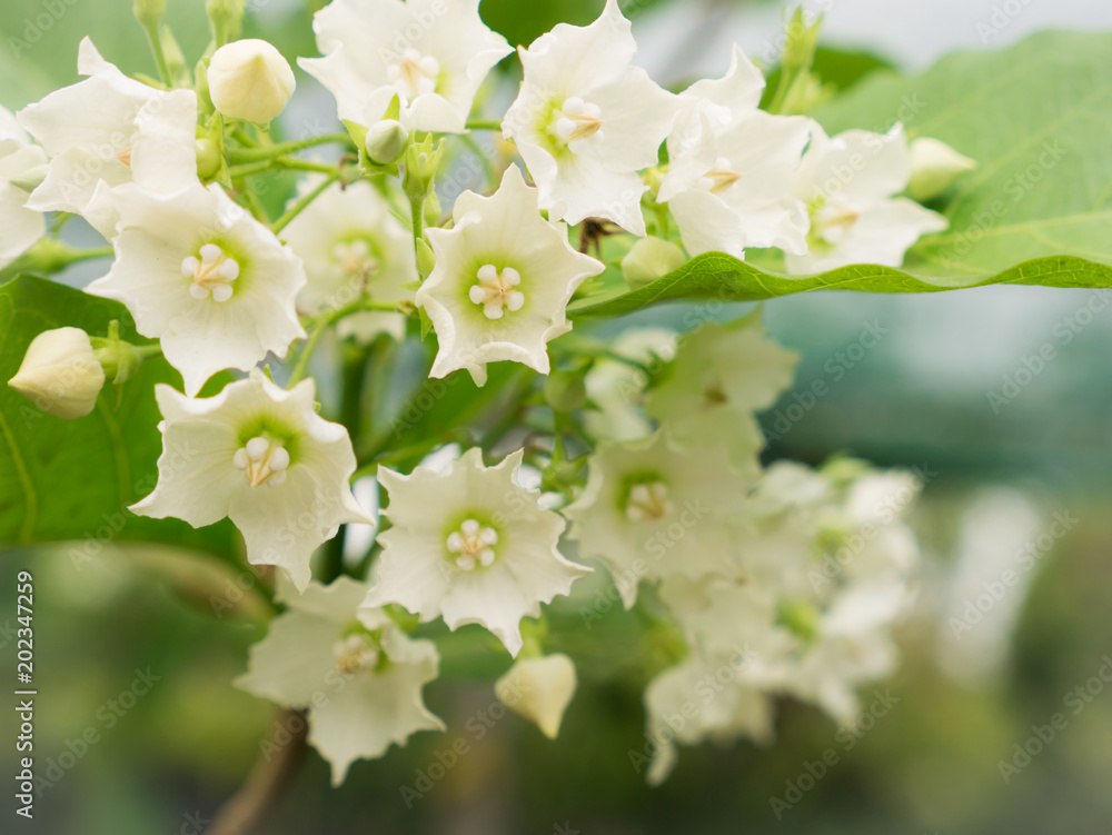 Bouquet of White Genus Hibiscus Flowers Blooming