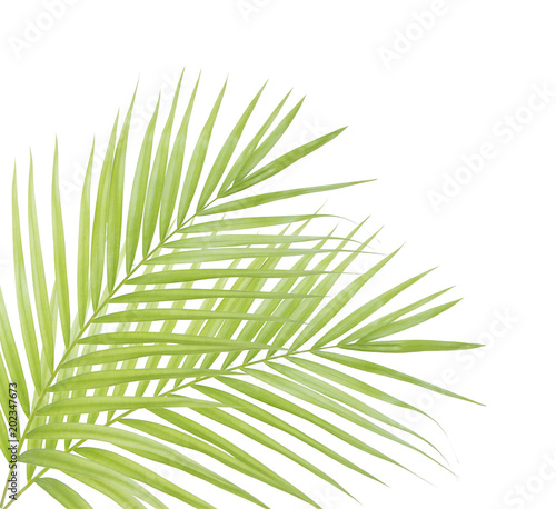 Green palm leaf isolated