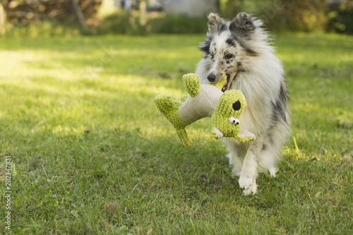 Shetland Sheepdog Carrying Little Teddy Bear In Mouth