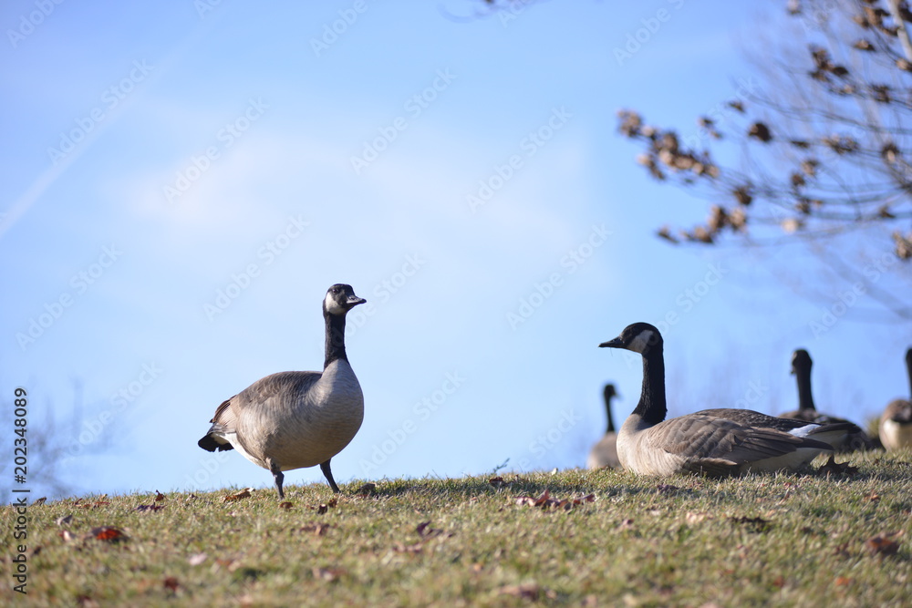 geese geese