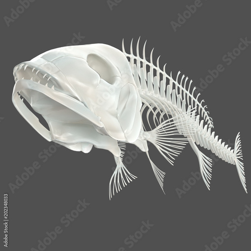 3d render of a fish skeleton on a neutral grey background Stock  Illustration