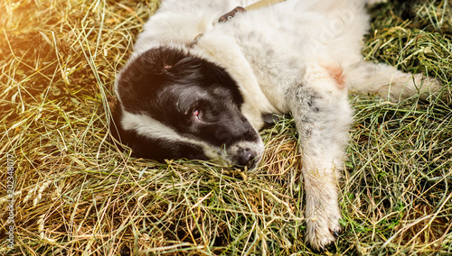 Portrait of a beautifull dog on a hey © Art_man