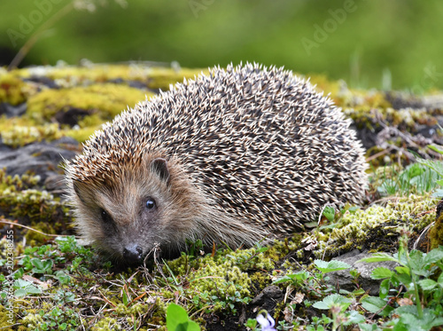 Europäischer Igel