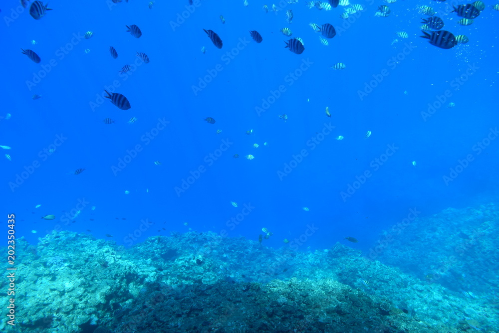沖縄の海 沖縄の海