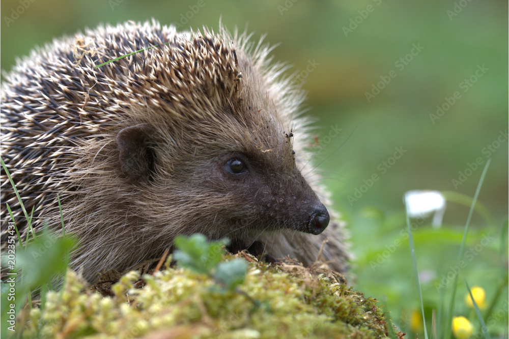 Europäischer Igel Europäischer Igel