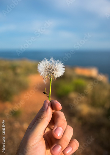 A dandelion framed at the center of the photo 