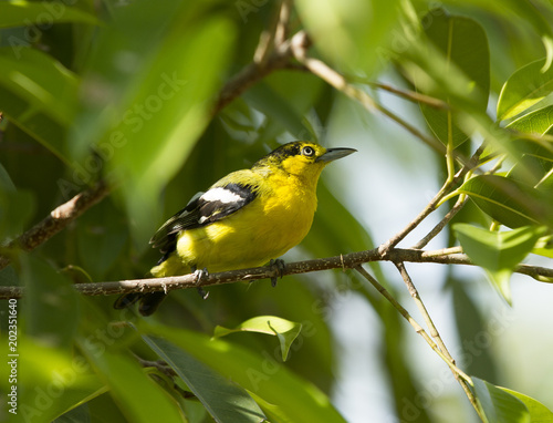 Small yellow bird on green tree