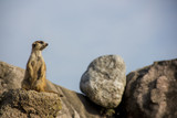 suricata  mirando al horizonte