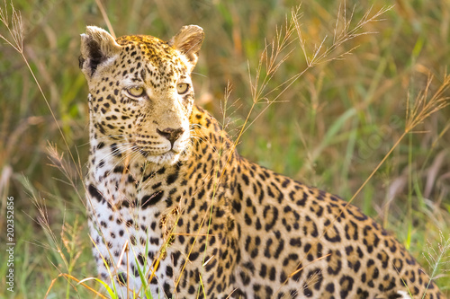 Close up of an African Leopard  Camouflaged wild cat lying in the grass. Hunting prey on the Savannah. Conservation of endangered animals. Protected species of Africa