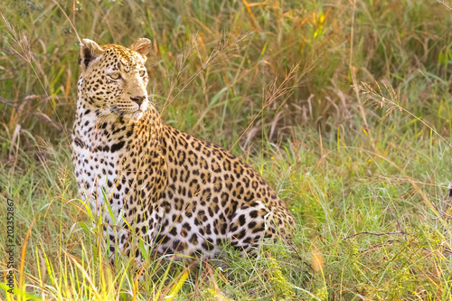 Close up of an African Leopard, Camouflaged wild cat lying in the grass. Hunting prey on the Savannah. Conservation of endangered animals. Protected species of Africa