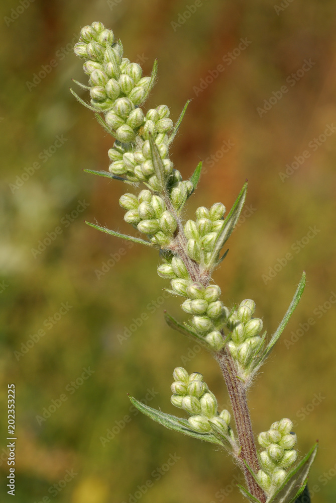 Artemisa vulgaris, Allergens Plants Artemisa vulgaris, Allergens Plants