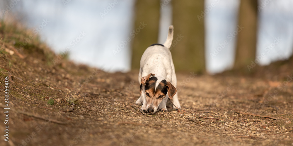 Φωτογραφία Small cute dog follows in the forest of a track - Jack Russell Terrier 11 years old, hair style smooth