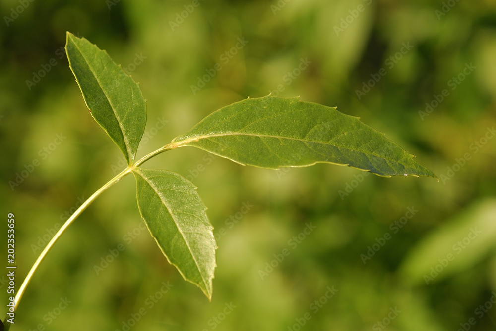 Fraxinus excelsior, Allergens Plants Fraxinus excelsior, Allergens Plants