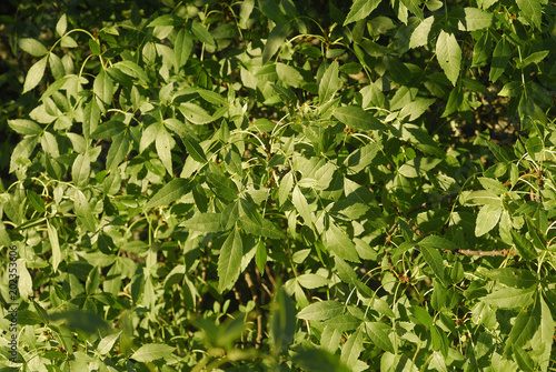 Fraxinus excelsior, Allergens Plants