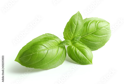 Fotografia fresh green basil leaves