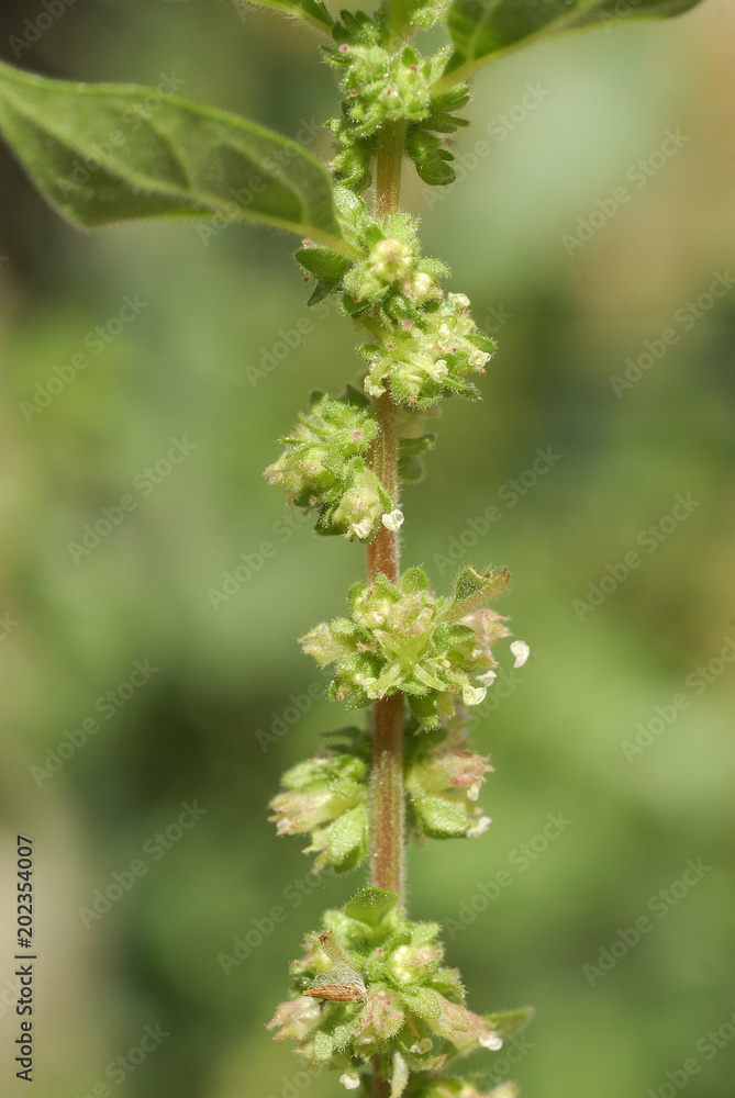 Parietaria judaica, Allergens Plants Parietaria judaica, Allergens Plants