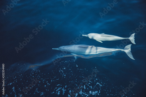 Delfin mit Baby unter Wasser