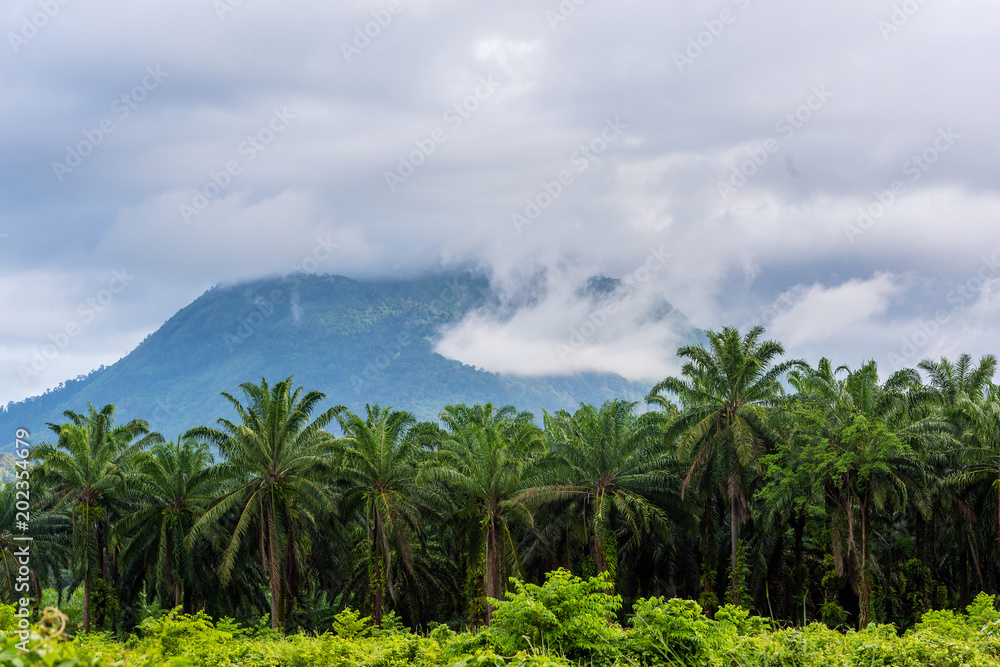 Palm Garden and beautiful mountain backdrop