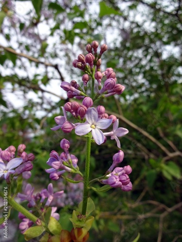pastel purple flowers of the Meyers lilac (syringa meyeri) "Palibin", belongs to the family of Oleaceae