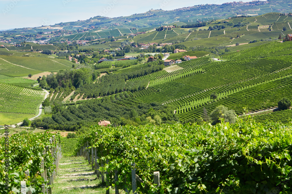 Green countryside with vineyards, Langhe hills in Italy