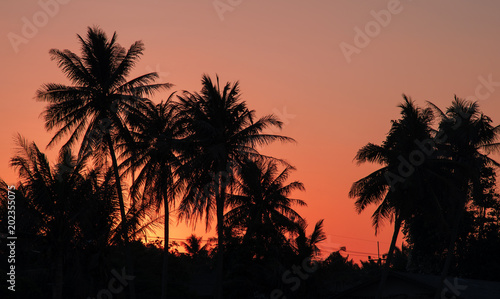 Palm tree silhouette with sunset background
