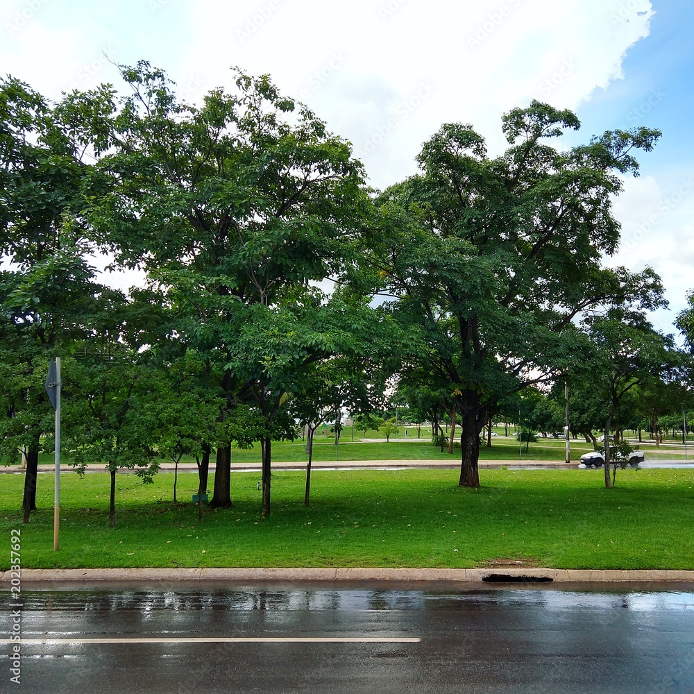 Tree Tree