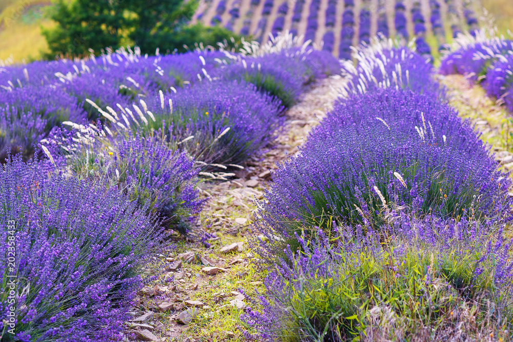 Obraz premium Lavender fields near Valensole in Provence, France.