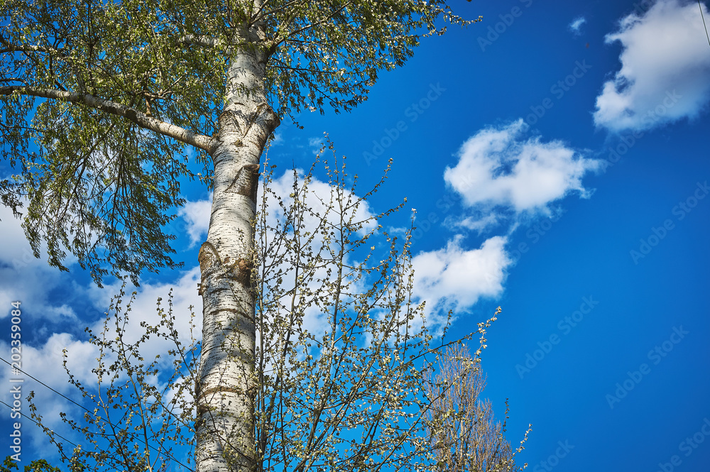Fototapeta premium poplar trees against the sky.